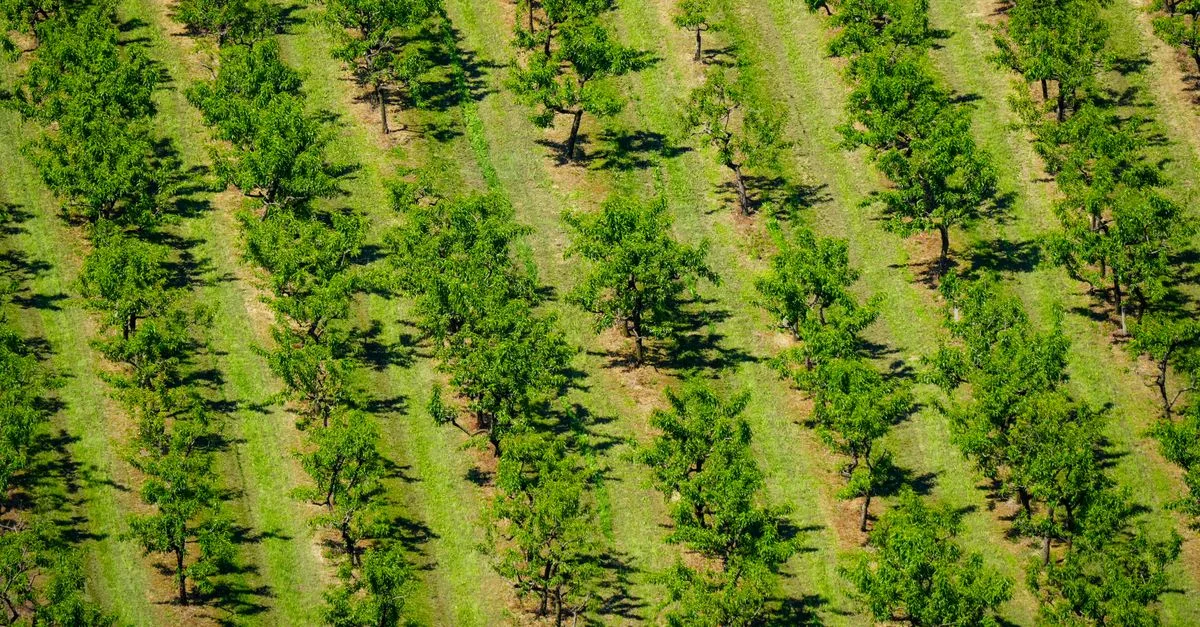 découvrez l'agriculture écologique, une méthode durable qui respecte l'environnement tout en favorisant la biodiversité et la santé des sols.