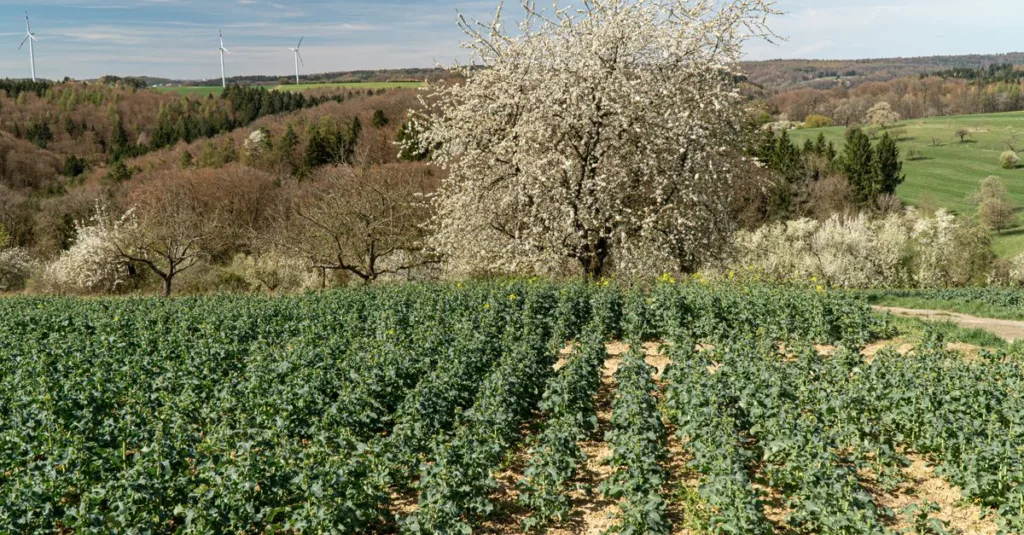 découvrez l'agriculture écologique, une approche durable privilégiant la préservation de l'environnement, la biodiversité et la santé des sols pour une production alimentaire respectueuse de la planète.