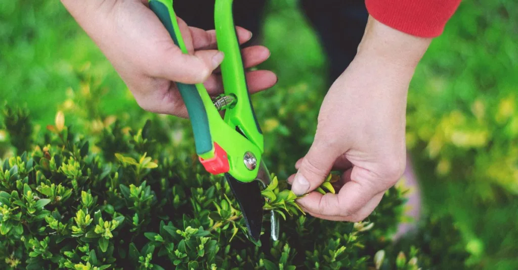 découvrez les techniques essentielles de la taille pour entretenir vos plantes et arbres, favoriser leur croissance et améliorer leur santé.